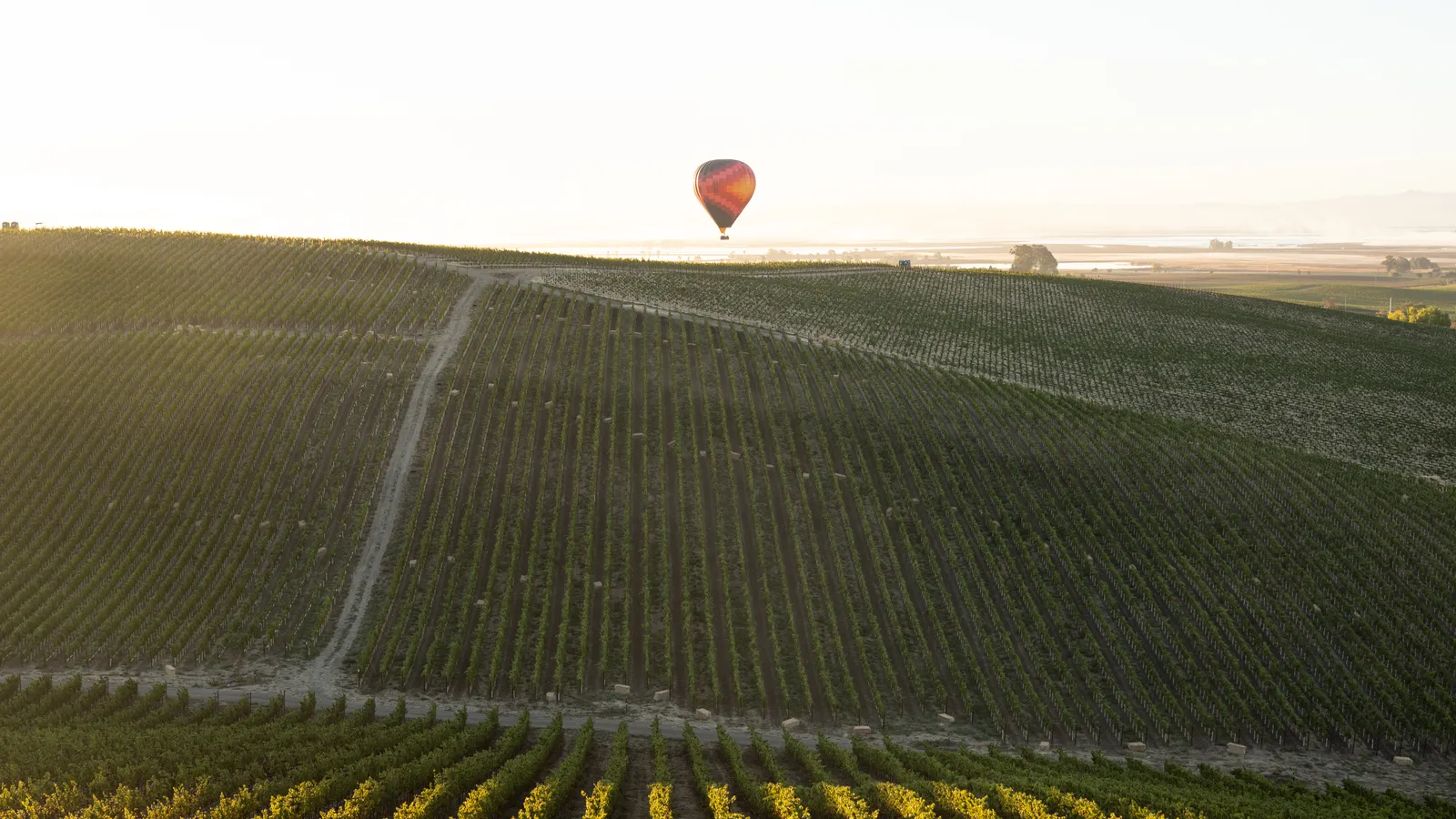 Hot air balloon drifting over Carneros vineyard rows at sunrise during Sonoma harvest season