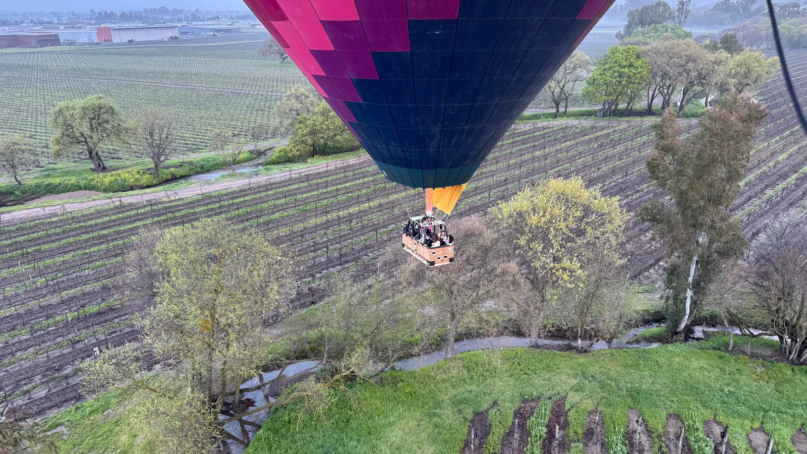 A Sonoma Ballooning balloon drifting low over dormant winter vine rows, bright green cover crop and a creek running full after the rains