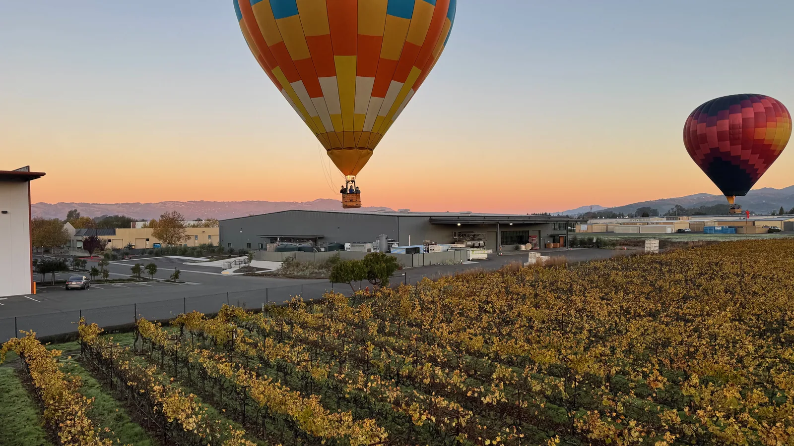 Two hot air balloons rising at sunrise over rows of autumn-gold vineyard in Sonoma wine country