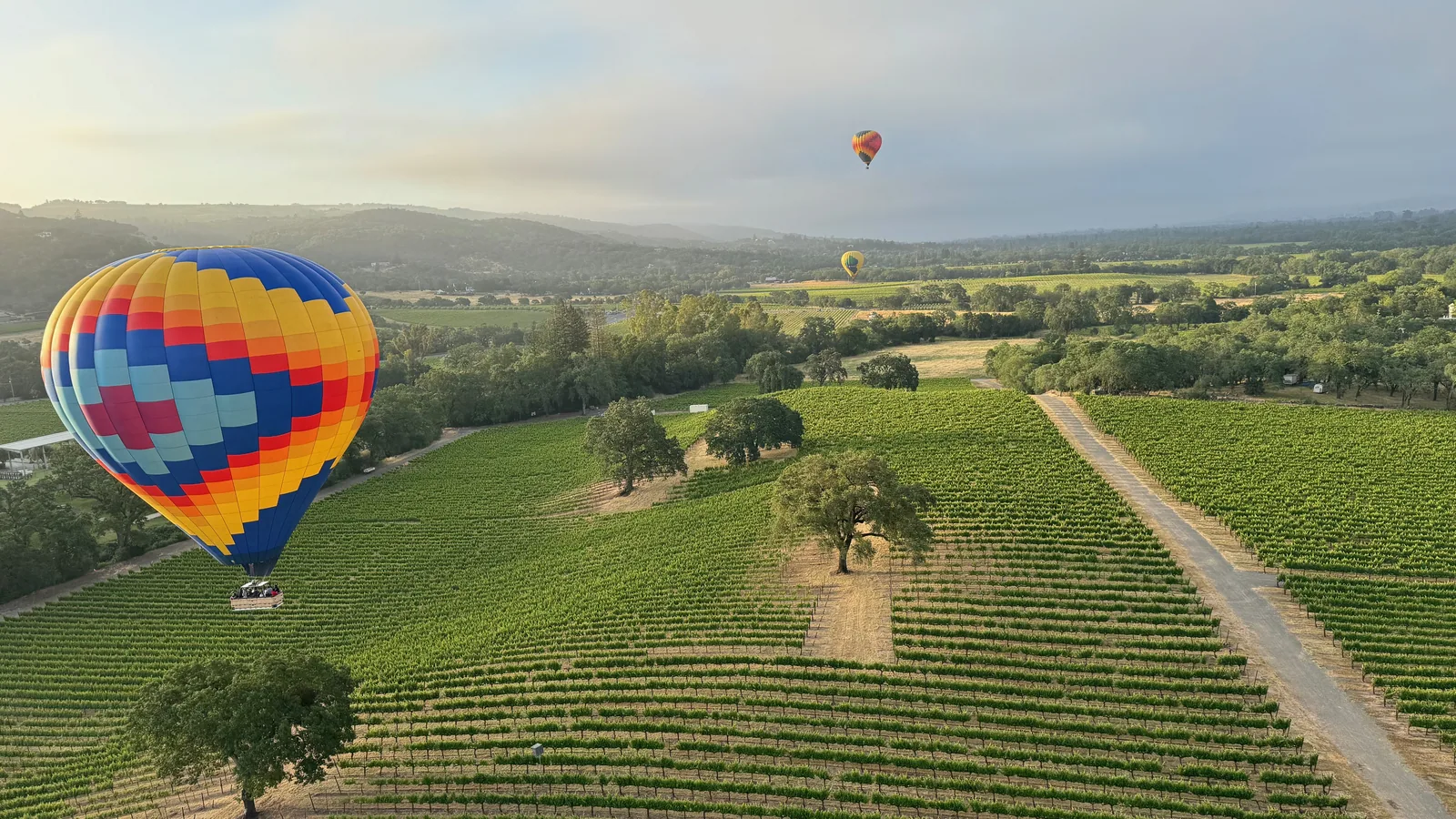 Hot air balloon drifting over green vineyard rows and oak trees in Sonoma Valley