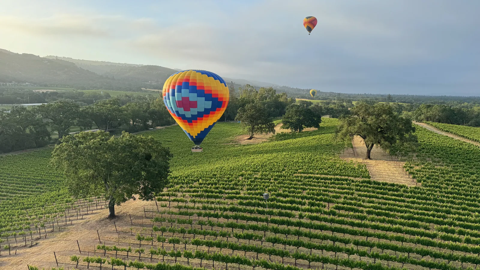Sonoma Ballooning balloon floating over green vineyard hills and an oak tree at sunrise