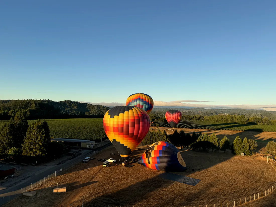 Balloons inflating at the edge of the vineyards at sunrise