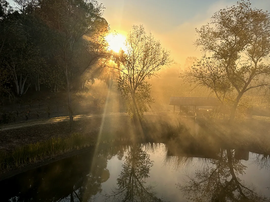 Sunbeams breaking through morning mist over a vineyard pond