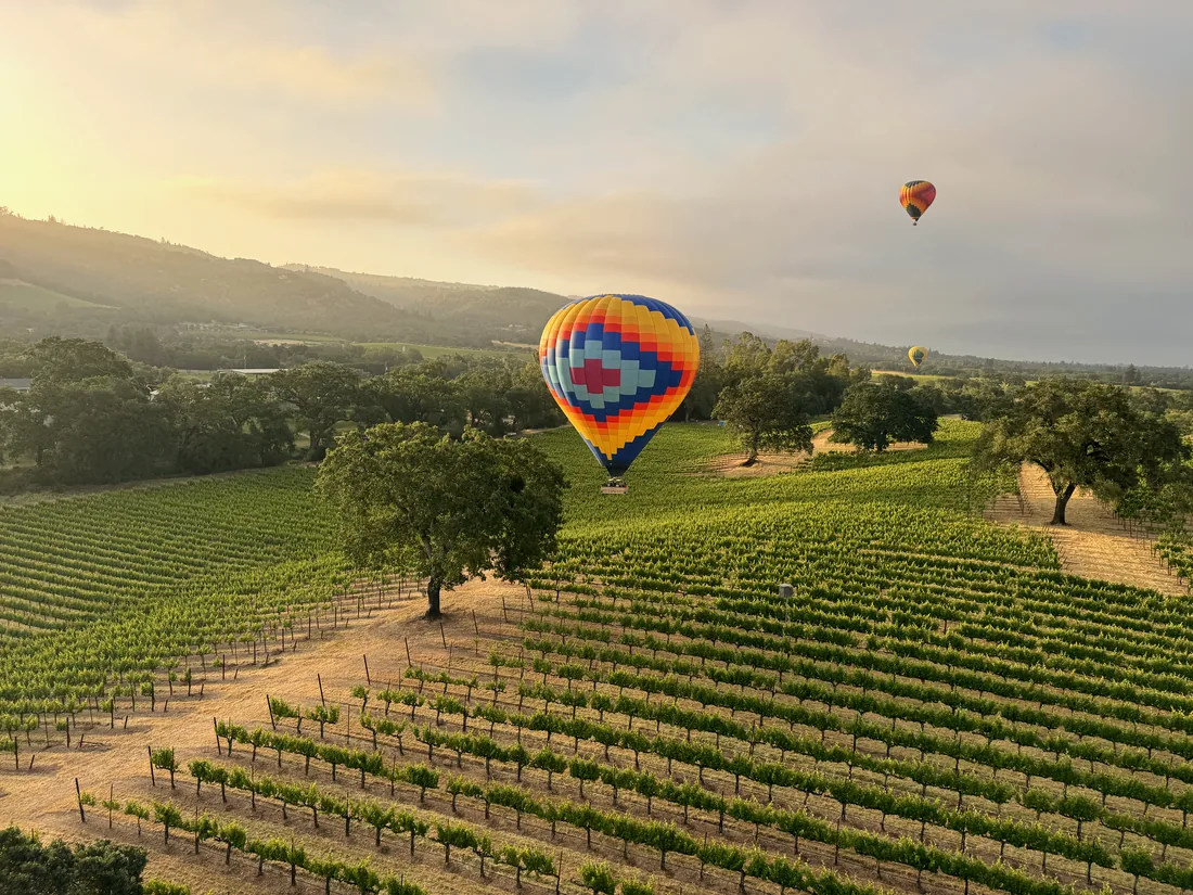 Hot air balloon drifting low over Carneros vineyards and oak trees